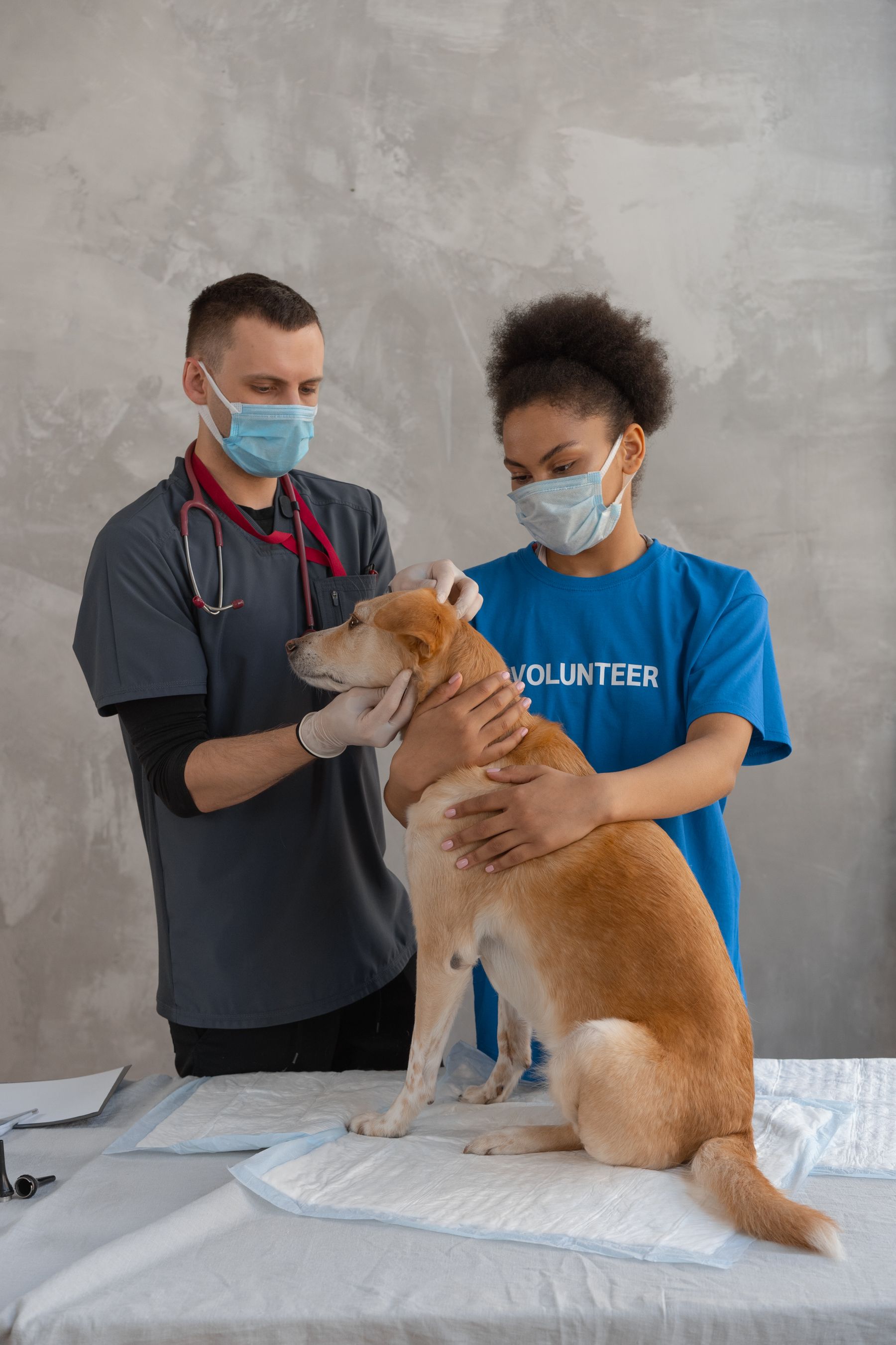 Veterinária examina um cão durante atendimento.